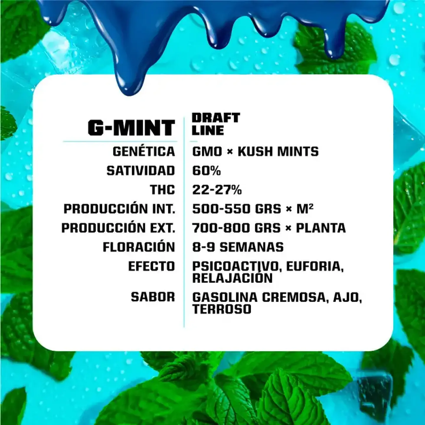 G-Mint Feminizada BSF Seeds 2
