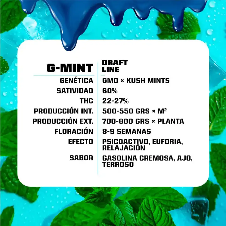 G-Mint Feminizada BSF Seeds 2
