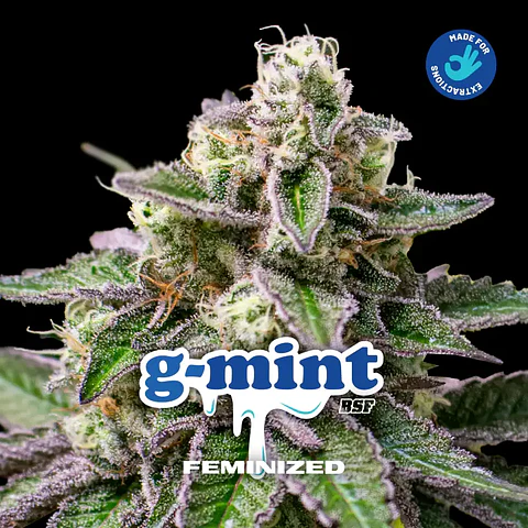 G-Mint Feminizada BSF Seeds