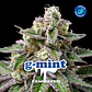 G-Mint Feminizada BSF Seeds - Miniatura 1