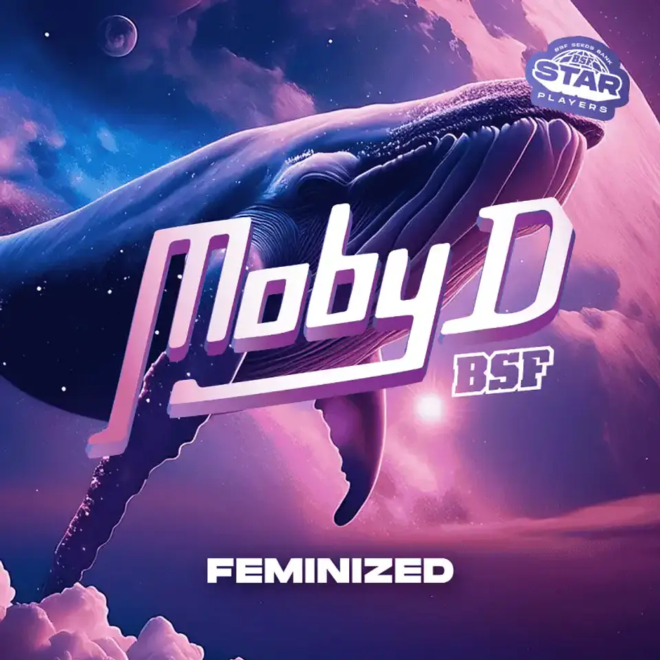 Moby D Feminizada – BSF Seeds  4