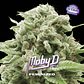 Moby D Feminizada – BSF Seeds  - Miniatura 1