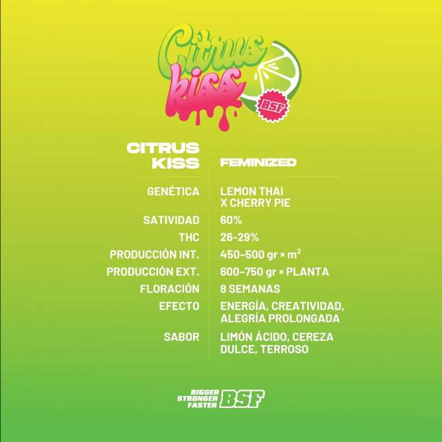 Citrus Kiss Feminizada – BSF Seeds 2