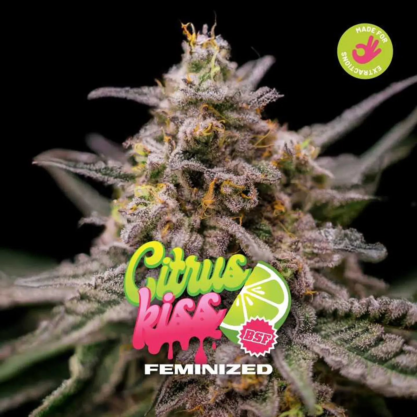 Citrus Kiss Feminizada – BSF Seeds 1