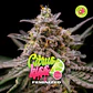 Citrus Kiss Feminizada – BSF Seeds - Miniatura 1
