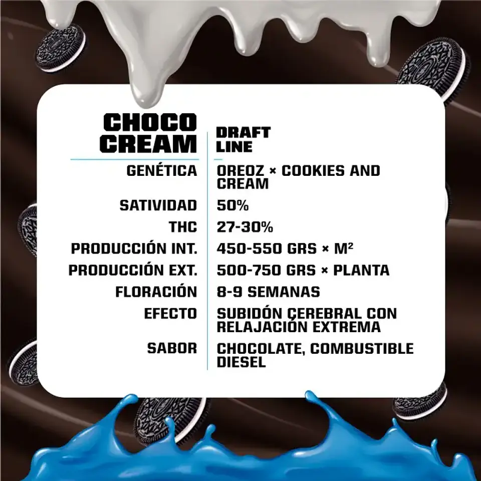Choco Cream Feminizada – BSF Seeds 🍫⛽ 3