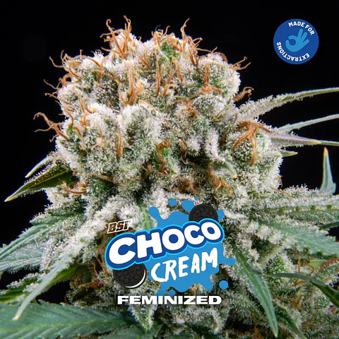 Choco Cream Feminizada – BSF Seeds 🍫⛽