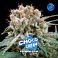Choco Cream Feminizada – BSF Seeds 🍫⛽ - Miniatura 1