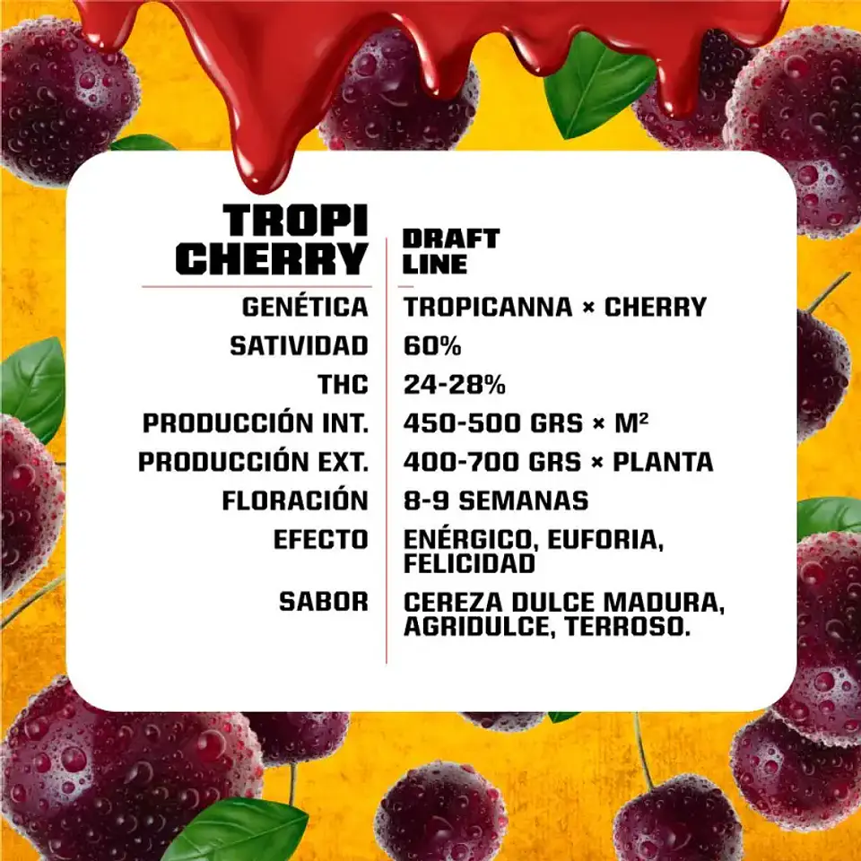 Tropicherry Feminizada – BSF Seeds 🍒🌿 2