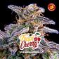 Tropicherry Feminizada – BSF Seeds 🍒🌿 - Miniatura 1
