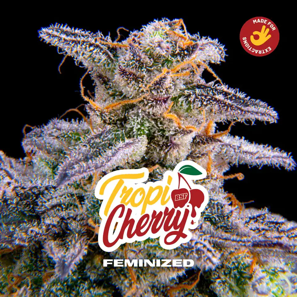 Tropicherry Feminizada – BSF Seeds 🍒🌿 1