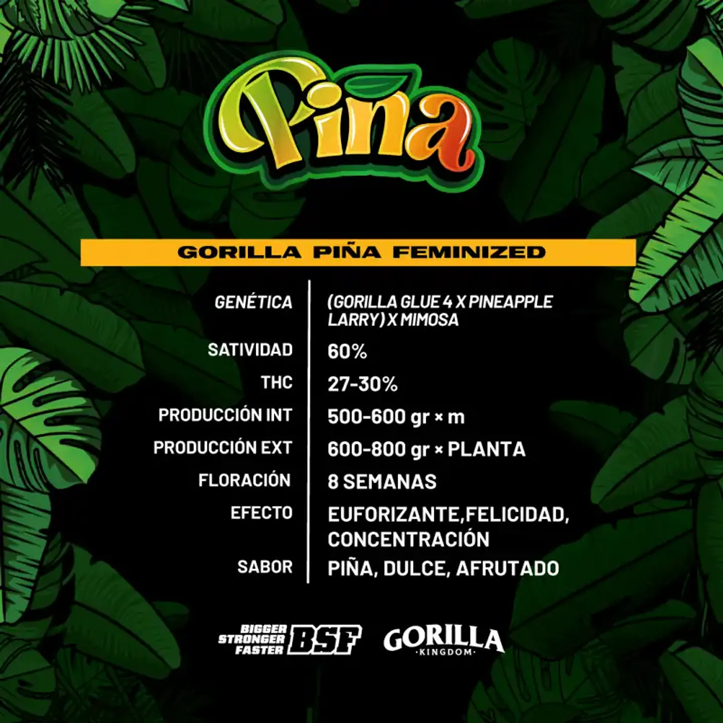 Gorilla Piña Feminizada BSF Seeds 3