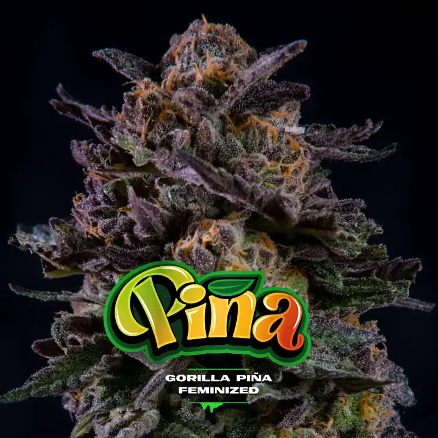 Gorilla Piña Feminizada BSF Seeds 1