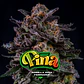 Gorilla Piña Feminizada BSF Seeds - Miniatura 1