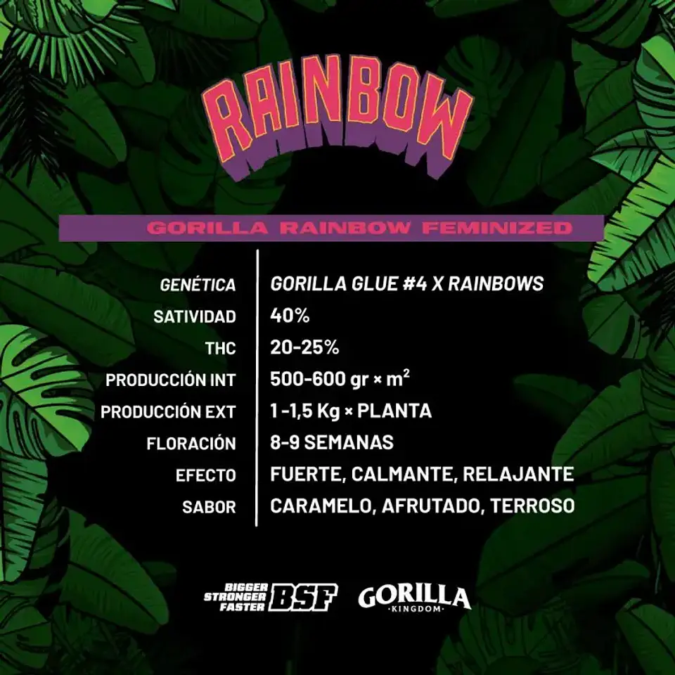 Gorilla Rainbow Feminizada – BSF Seeds 🌈🦍 2