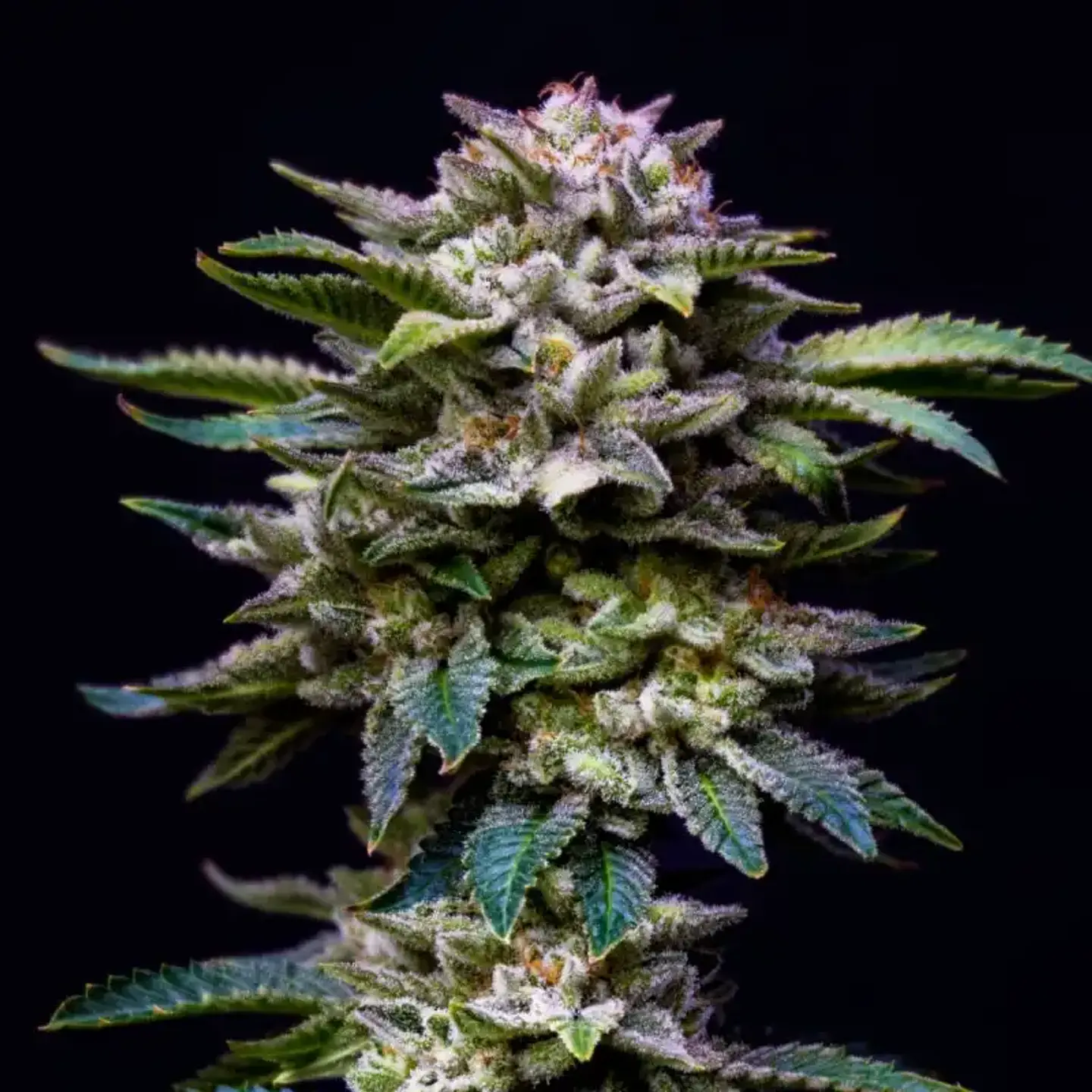 Gorilla Rainbow Feminizada – BSF Seeds 🌈🦍 3