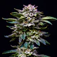 Gorilla Rainbow Feminizada – BSF Seeds 🌈🦍 - Miniatura 3