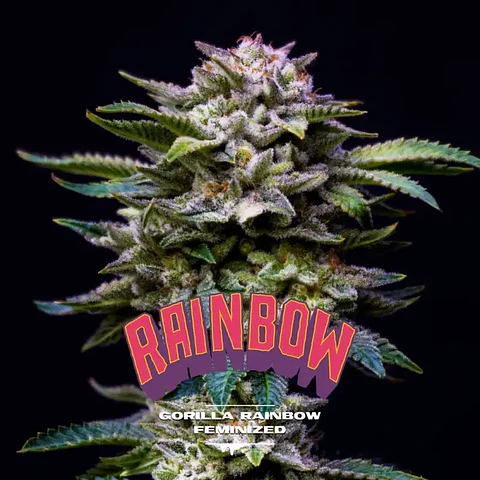 Gorilla Rainbow Feminizada – BSF Seeds 🌈🦍