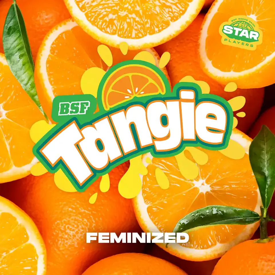 Tangie Feminizada – BSF Seeds 🍊🌿 3