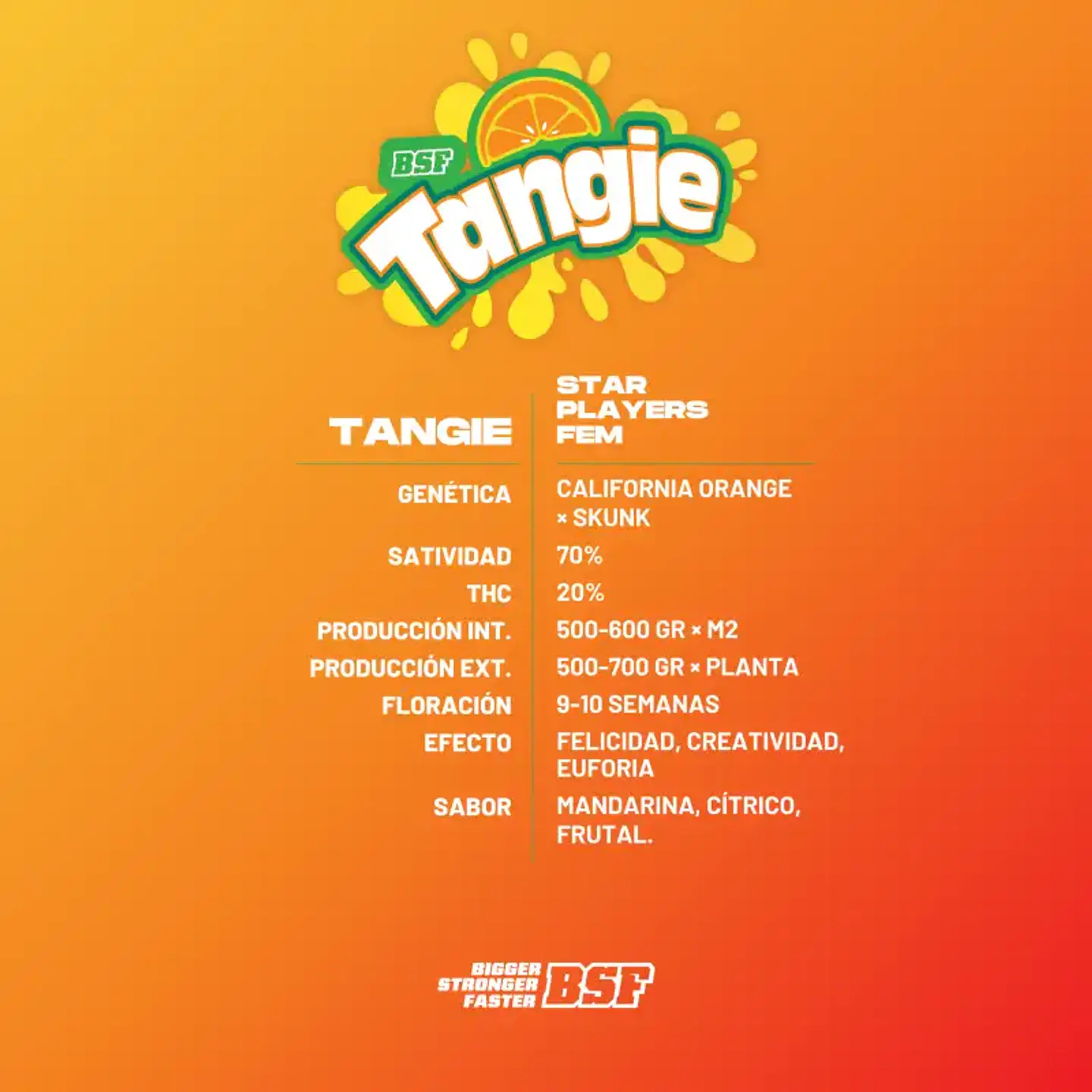 Tangie Feminizada – BSF Seeds 🍊🌿 2