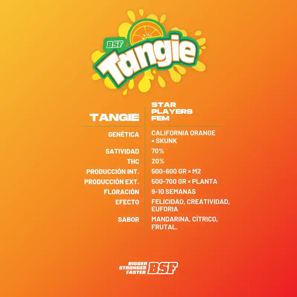 Tangie Feminizada – BSF Seeds 🍊🌿 2