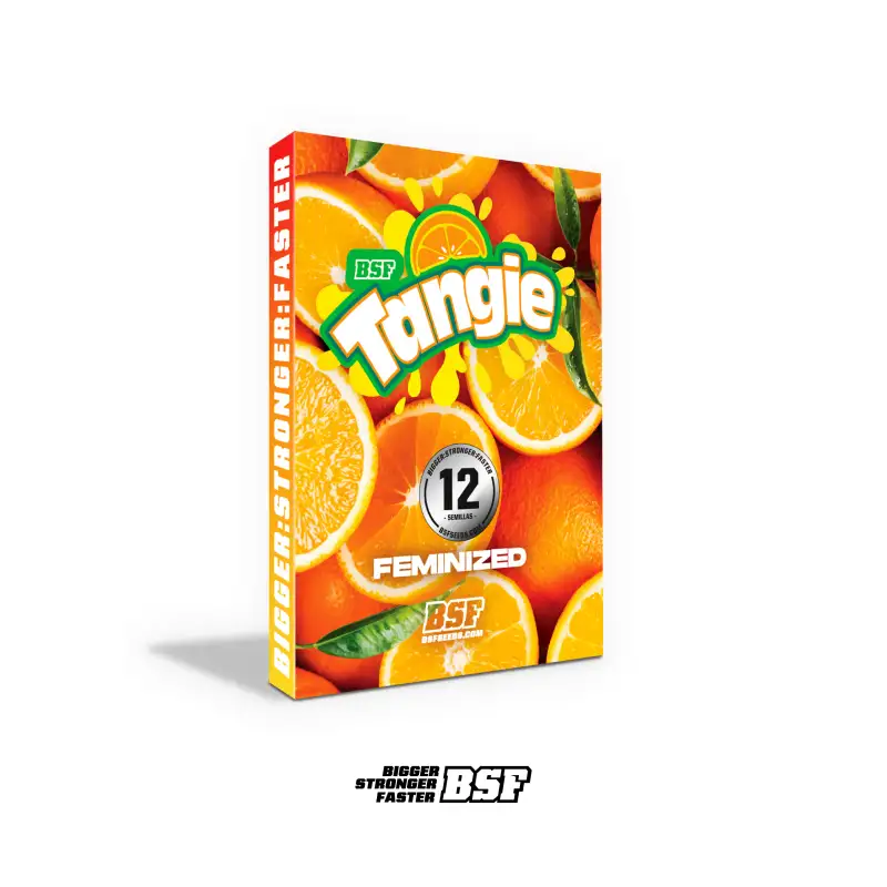 Tangie Feminizada – BSF Seeds 🍊🌿 4
