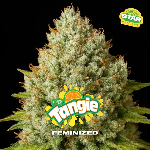 Tangie Feminizada – BSF Seeds 🍊🌿