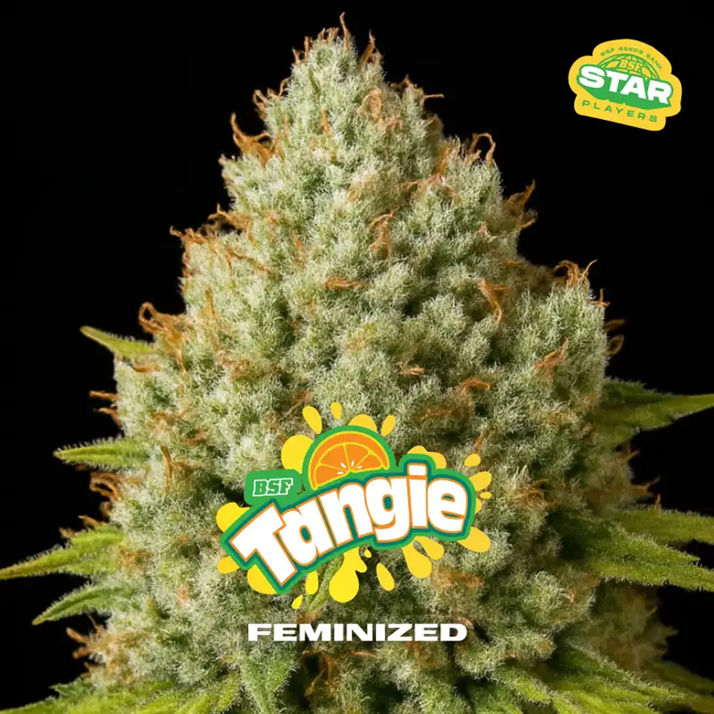 Tangie Feminizada – BSF Seeds 🍊🌿 1