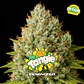 Tangie Feminizada – BSF Seeds 🍊🌿 - Miniatura 1