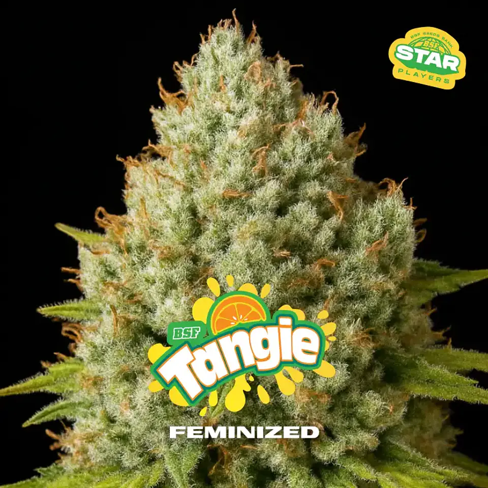 Tangie Feminizada – BSF Seeds 🍊🌿 1