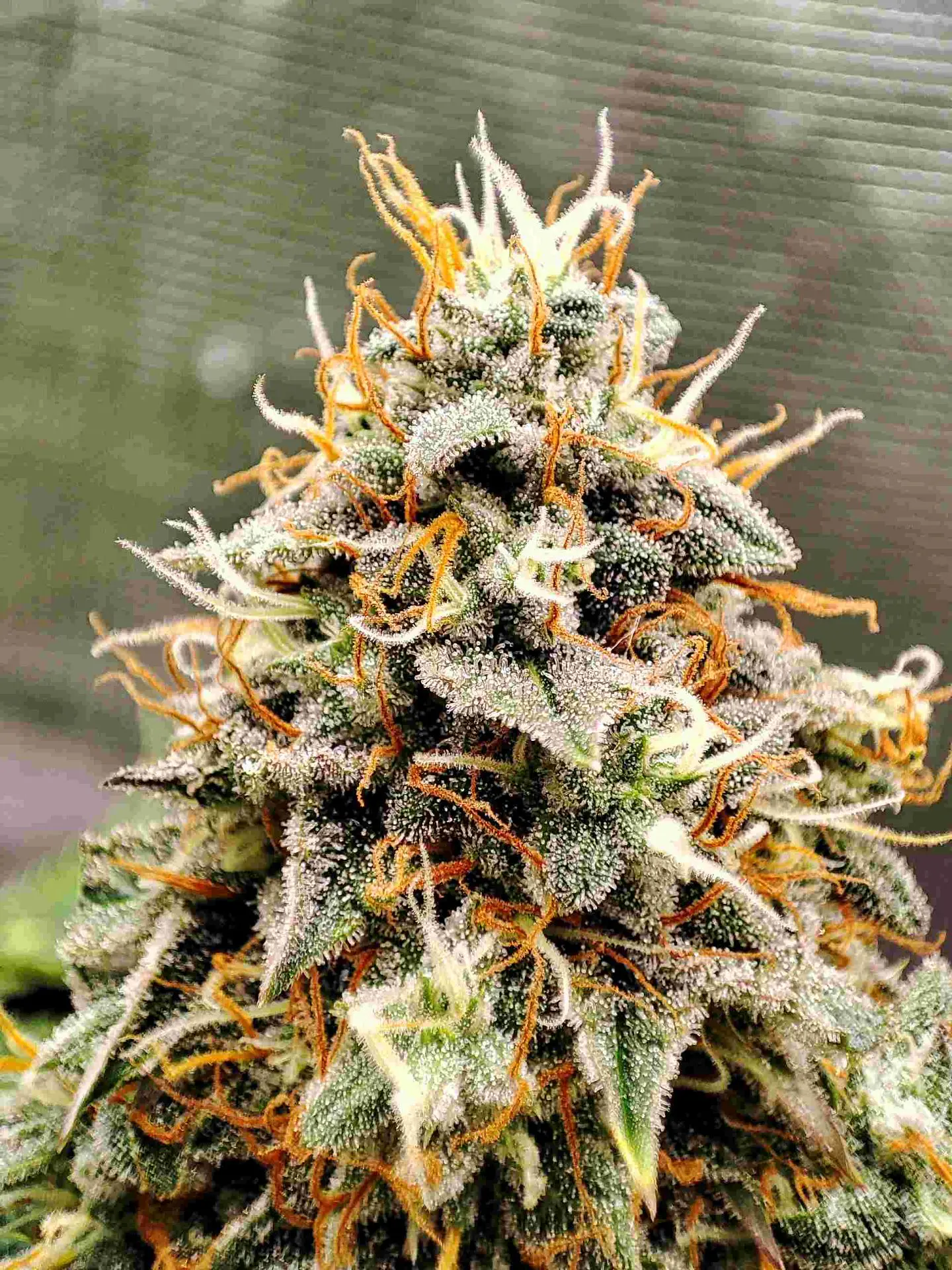 Buddha Magnum Auto 3+1 – Buddha Seeds 2