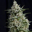 SEMILLAS CBD | MEDICINALES