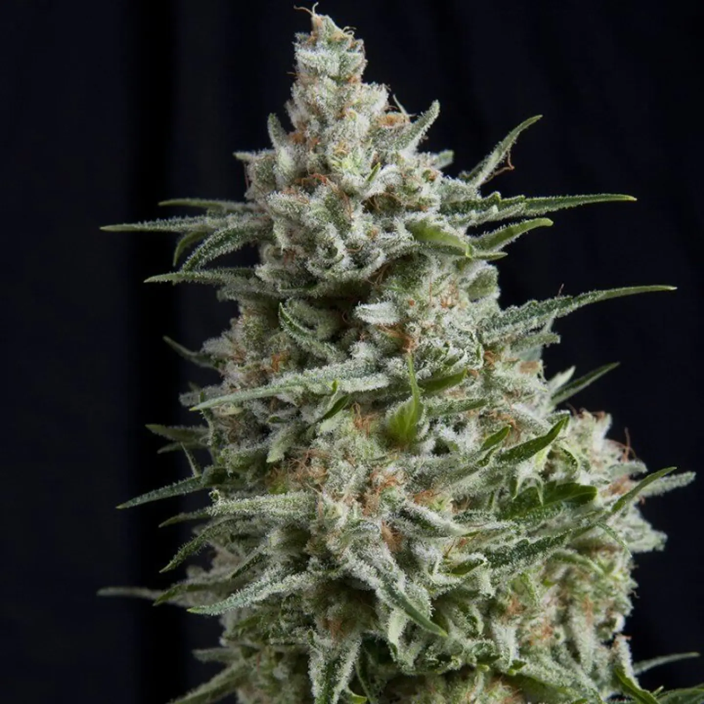 Pyramid Seeds – Anesthesia CBD Feminizada 3+1 1