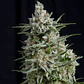 Pyramid Seeds – Anesthesia CBD Feminizada 3+1 - Miniatura 1