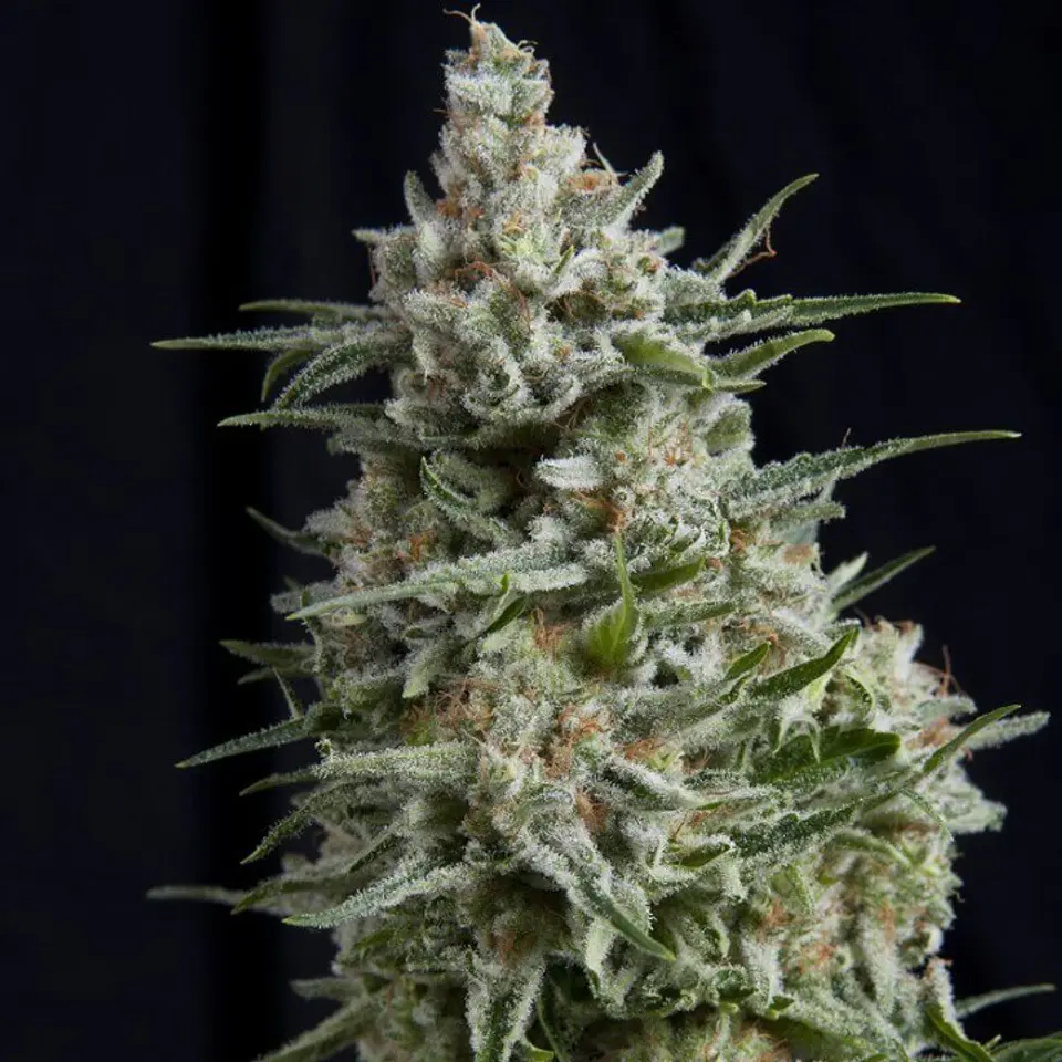 Pyramid Seeds – Anesthesia CBD Feminizada 3+1 1