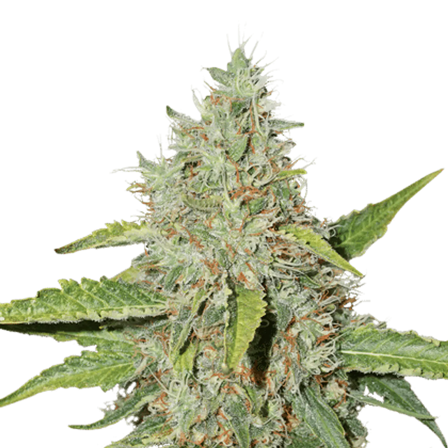 CBD AUTO NORTHERN LIGHTS X3+1 - PYRAMID SEEDS  2