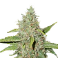 CBD AUTO NORTHERN LIGHTS X3+1 - PYRAMID SEEDS  - Miniatura 2