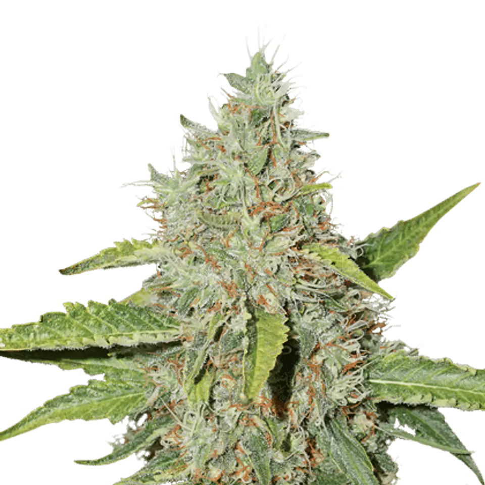 CBD AUTO NORTHERN LIGHTS X3+1 - PYRAMID SEEDS  2