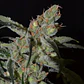 Shark CBD Feminizada 3+1 – Pyramid Seeds - Miniatura 1
