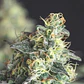 Lemon Larry OG Feminizada 3+1 – Pyramid Seeds - Miniatura 2
