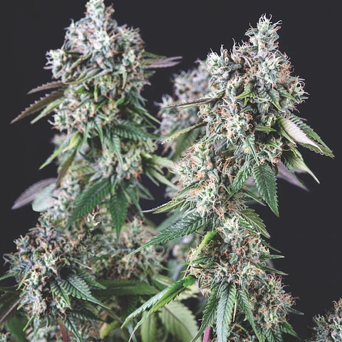 Mendocino Purple Kush Feminizada 3+1 – Pyramid Seeds