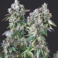 Mendocino Purple Kush Feminizada 3+1 – Pyramid Seeds - Miniatura 1