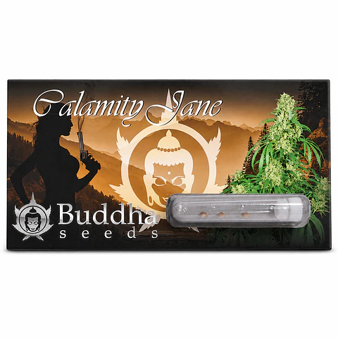 Calamity Jane Auto Pack 3+1 - Buddha Seeds