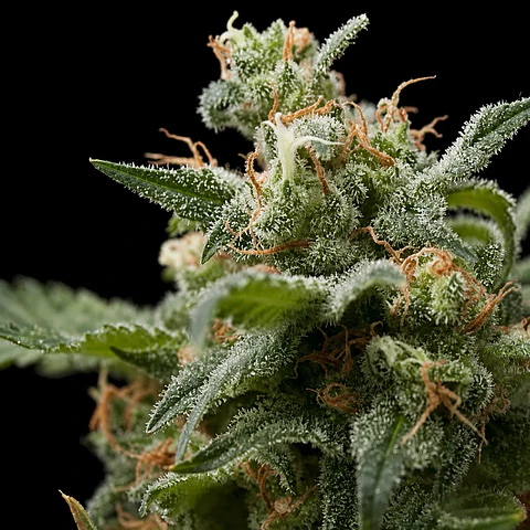 White Widow Feminizada 3+1 – Pyramid Seeds