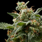 White Widow Feminizada 3+1 – Pyramid Seeds - Miniatura 1