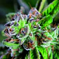 Watermelon Zkittlez Feminizada 3+1 – Pyramid Seeds - Miniatura 2