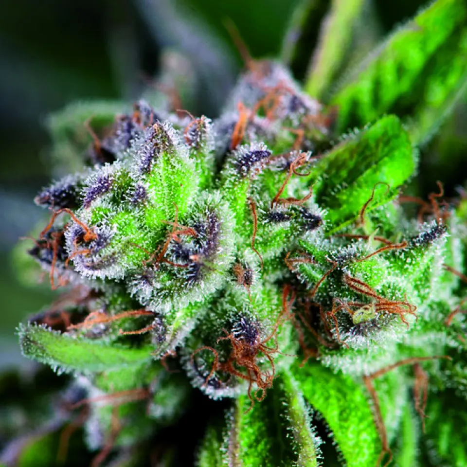 Watermelon Zkittlez Feminizada 3+1 – Pyramid Seeds 2