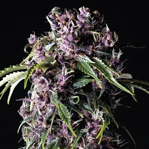 Purple Feminizada 3+1 – Pyramid Seeds