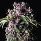 Purple Feminizada 3+1 – Pyramid Seeds - Miniatura 1