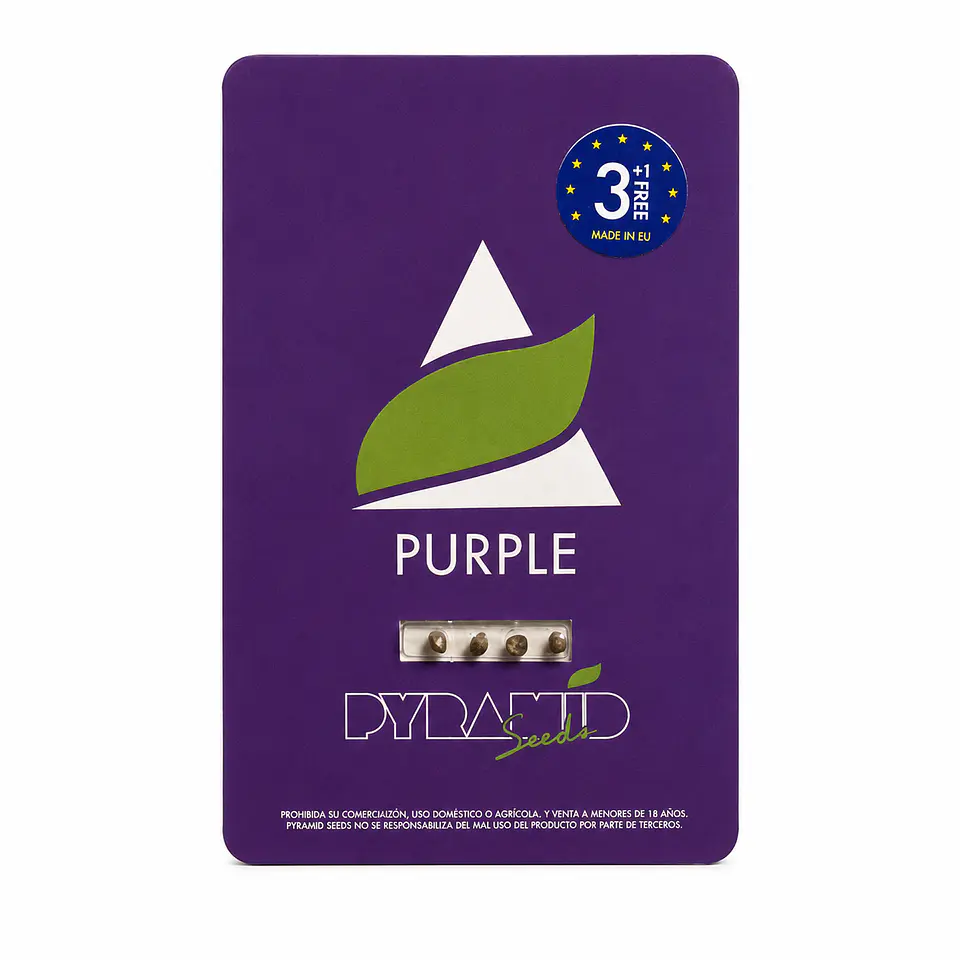 Purple Feminizada 3+1 – Pyramid Seeds 2